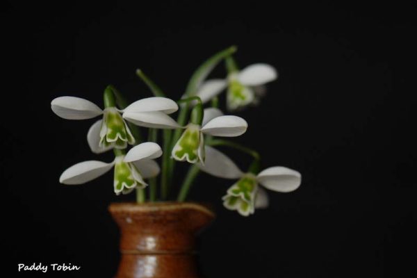 Galanthus 'Lapwing' (1)