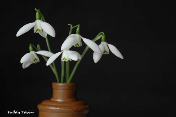 Galanthus 'Mrs. Macnamara'