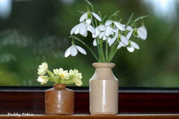 Galanthus 'Pride o' the Mill' and primroses in pots
