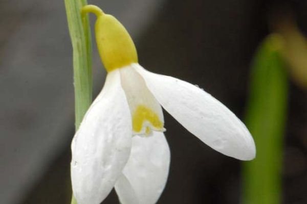 Galanthus ex Lyrath (3)