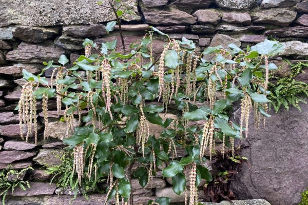 Garrya × issaquahensis ‘Glasnevin Wine’_1