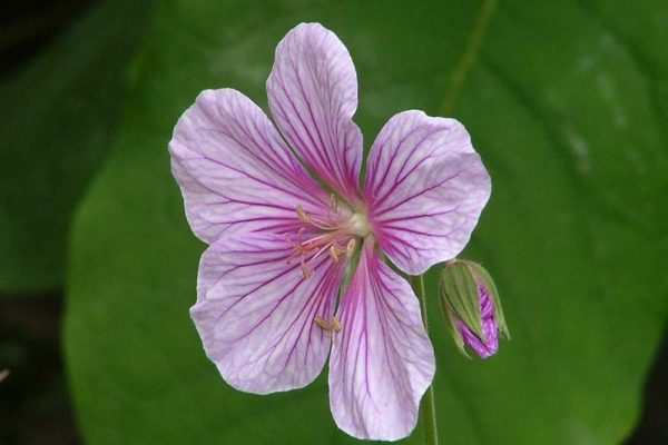 Geranium pratense 'Mount Stewart'