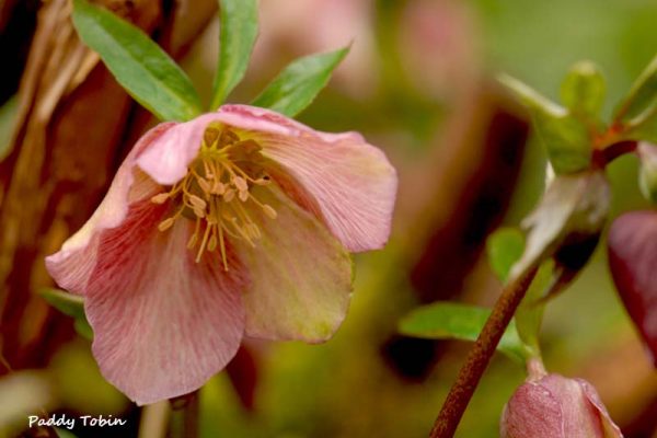 Hellebore (8)