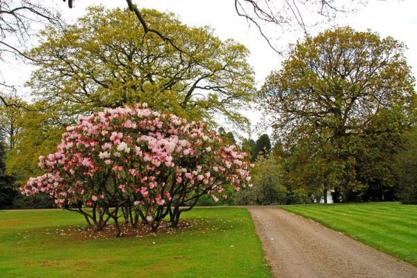 Hillsborough-Castle-Gardens-AGM-Visit-May-2012-9