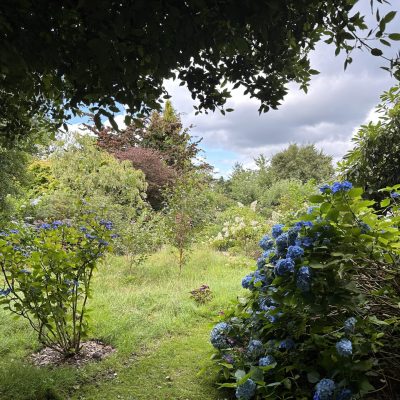 Hydrangeas and meadow