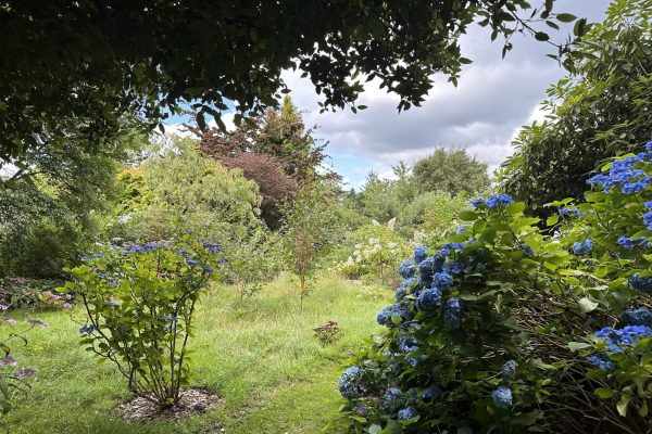 Hydrangeas and meadow