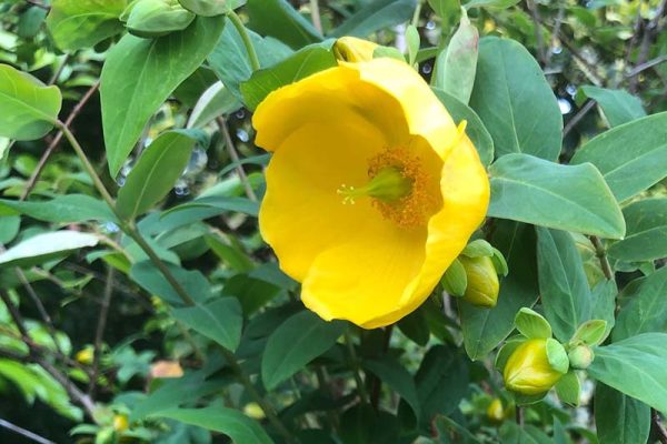 Hypericum 'Rowallan' ex Maeve Bell