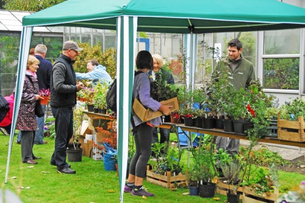 IGPS PLANT SALE LEINSTER 2013 (2)