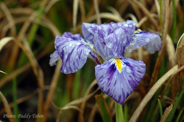 Iris unguicularis 'Kilbroney Marble' (2)