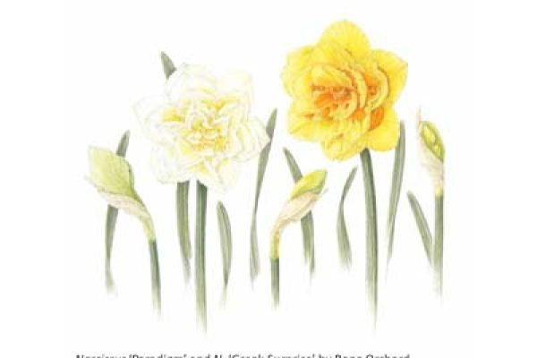 irish-heritage-plants-17