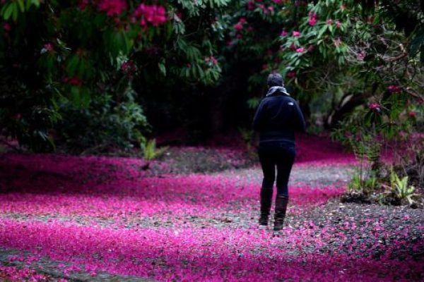 Kilmacurragh Rhododendron Altaclerense