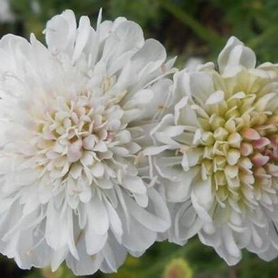 Knautia arvensis 'Rachael'  https://www.plantheritage.org.uk/national-plant-collections/missing-genera/ The Missing Genera campaign asks people with a passion for plants to put together a National Plant Collection of their own and join the Plant Heritage community in growing, sharing and saving plants.