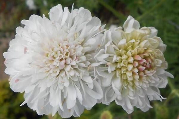 Knautia arvensis 'Rachael'  https://www.plantheritage.org.uk/national-plant-collections/missing-genera/ The Missing Genera campaign asks people with a passion for plants to put together a National Plant Collection of their own and join the Plant Heritage community in growing, sharing and saving plants.