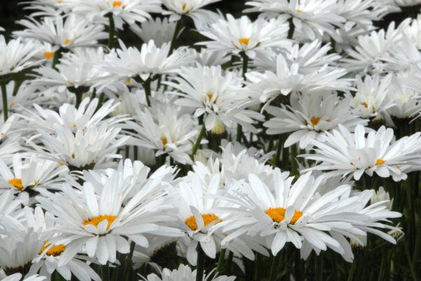 Leucanthemum 'Hazel's Dream' (5)