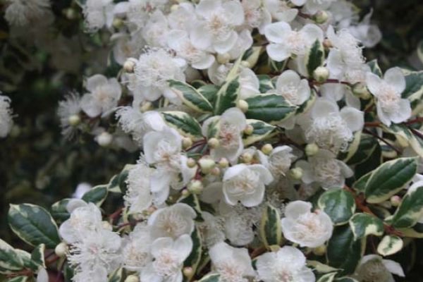 Luma apiculata 'Glanleam Gold' Kilmacurragh July 2020