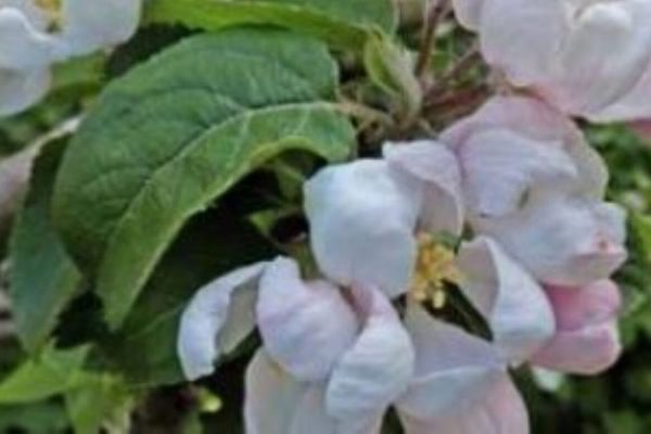 Malus Issue 155B