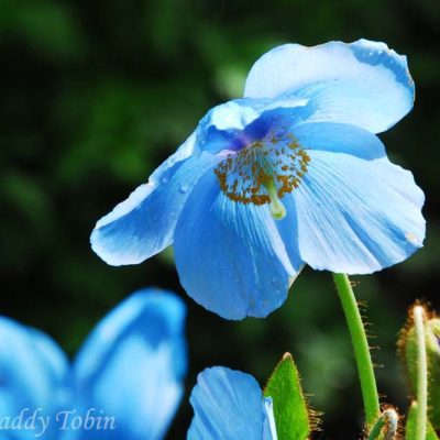 Meconopsis x sheldonii 'Slieve Donard'