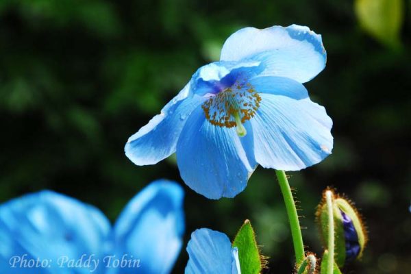 Meconopsis x sheldonii 'Slieve Donard'