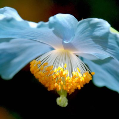 Meconsopsis-betonicifolia-2-4