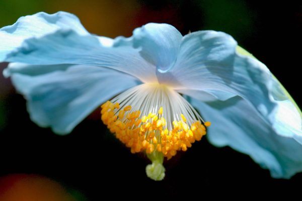 Meconsopsis-betonicifolia-2-4