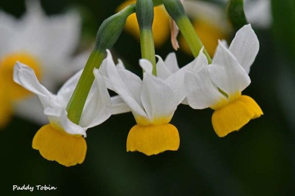 Narcissus canaliculatus