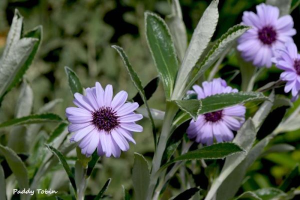 Olearia Henry Travers