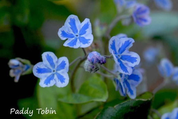 Omphalodes cappadocica 'Starry Eyes'