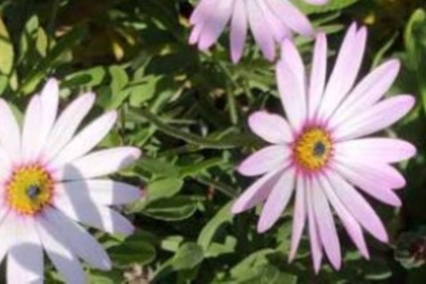 Osteospermum Lady Leitrim Issue 155