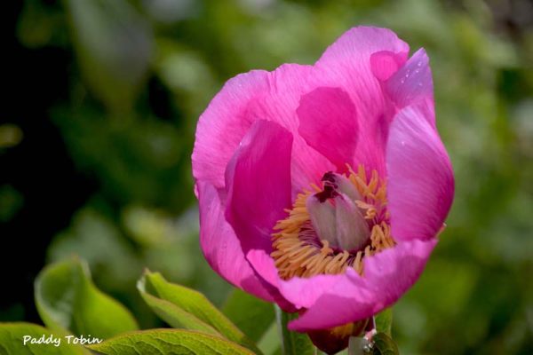 Paeonia sp beside glasshouse