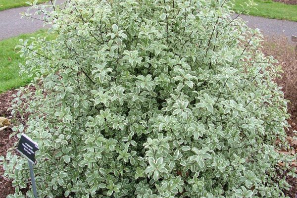 Pittosporum 'Silver Queen' shrub