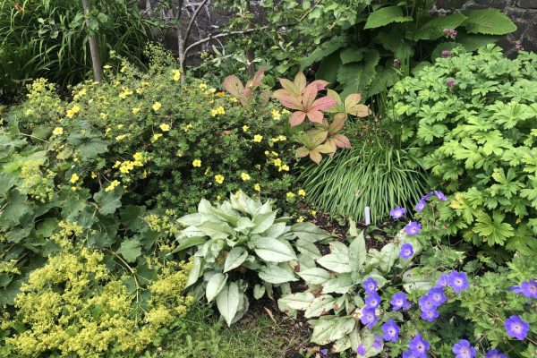 Pogues Garden Rodgersia, astrantia etc