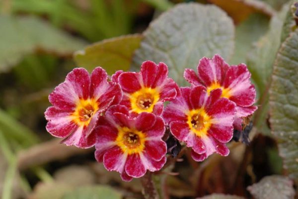 Primula 'Dark Rosaleen' (2)