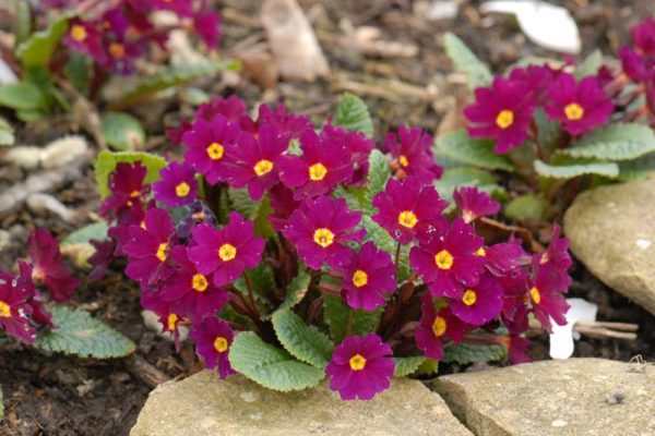 Primula 'Julius Caesar' (3)