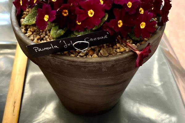 Primula Julius Caesar AM ni M