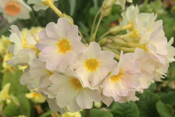 Primula 'Lady Greer' BS