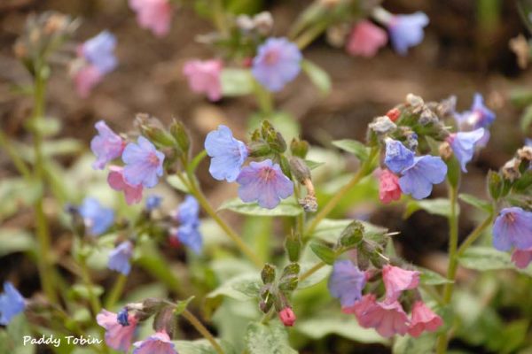 Pulmonaria 'Blake's Silver' (5)