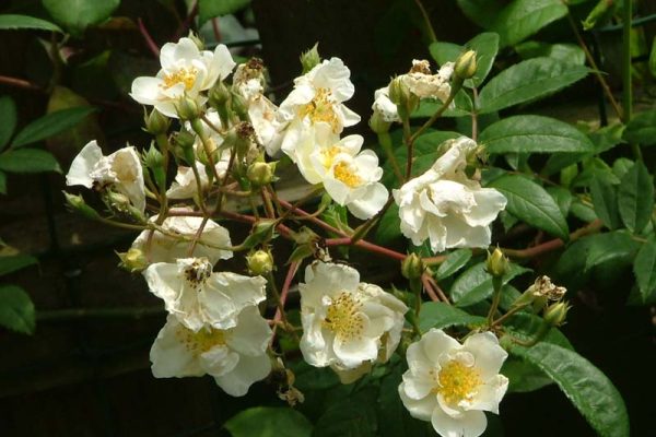 R. 'Rambling Rector' (2)