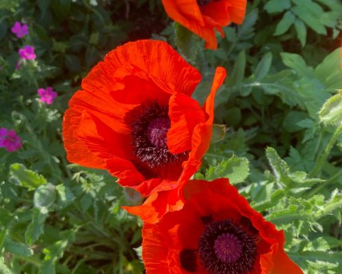 Rectory Garden 4