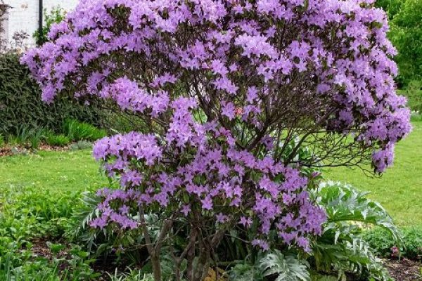 Rhododendron Augustinii