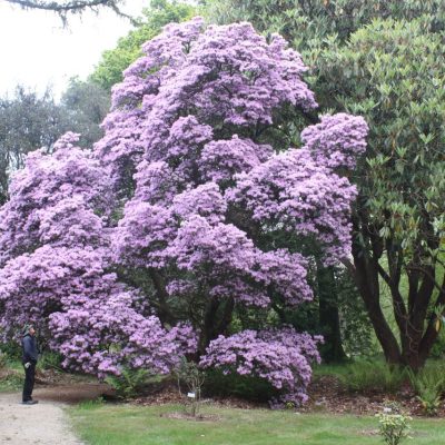Rhododendron davidsonianum at Kilmacurragh