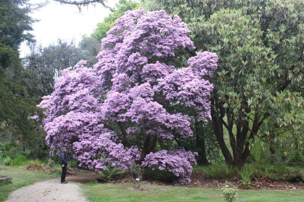 Rhododendron davidsonianum at Kilmacurragh