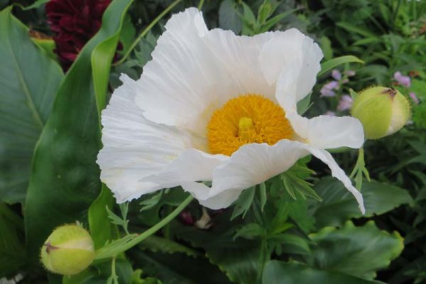 Romneya coulteri