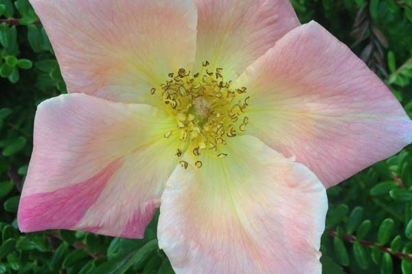 Rosa 'Irish Elegance' flower