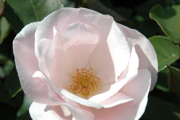 Rosa 'Souvenir de St Anne's' open