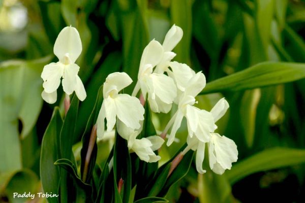 Roscoea 'Harvington Raw Silk' Hornbeam bed