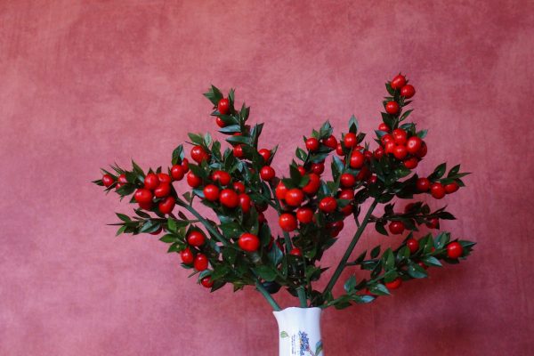 Ruscus 'John Redmond' in a vase