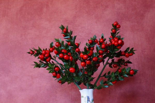 Ruscus 'John Redmond' in a vase