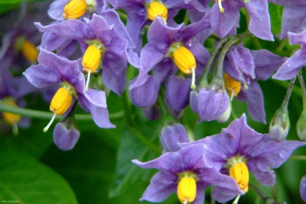 Solanum crispum 'Glasnevin' - a shrub is usually trained on a wall and named for the Botanic Gardens in Glasnevin where it arose.
