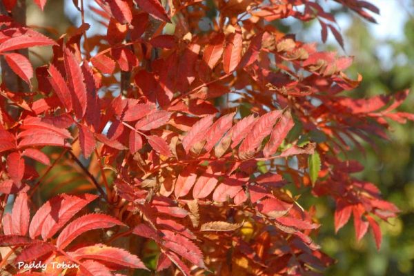 Sorbus 'Autumn Spire' (4)