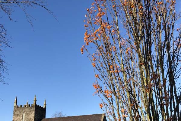 Sorbus 'Autumn Spire' planted in 2012